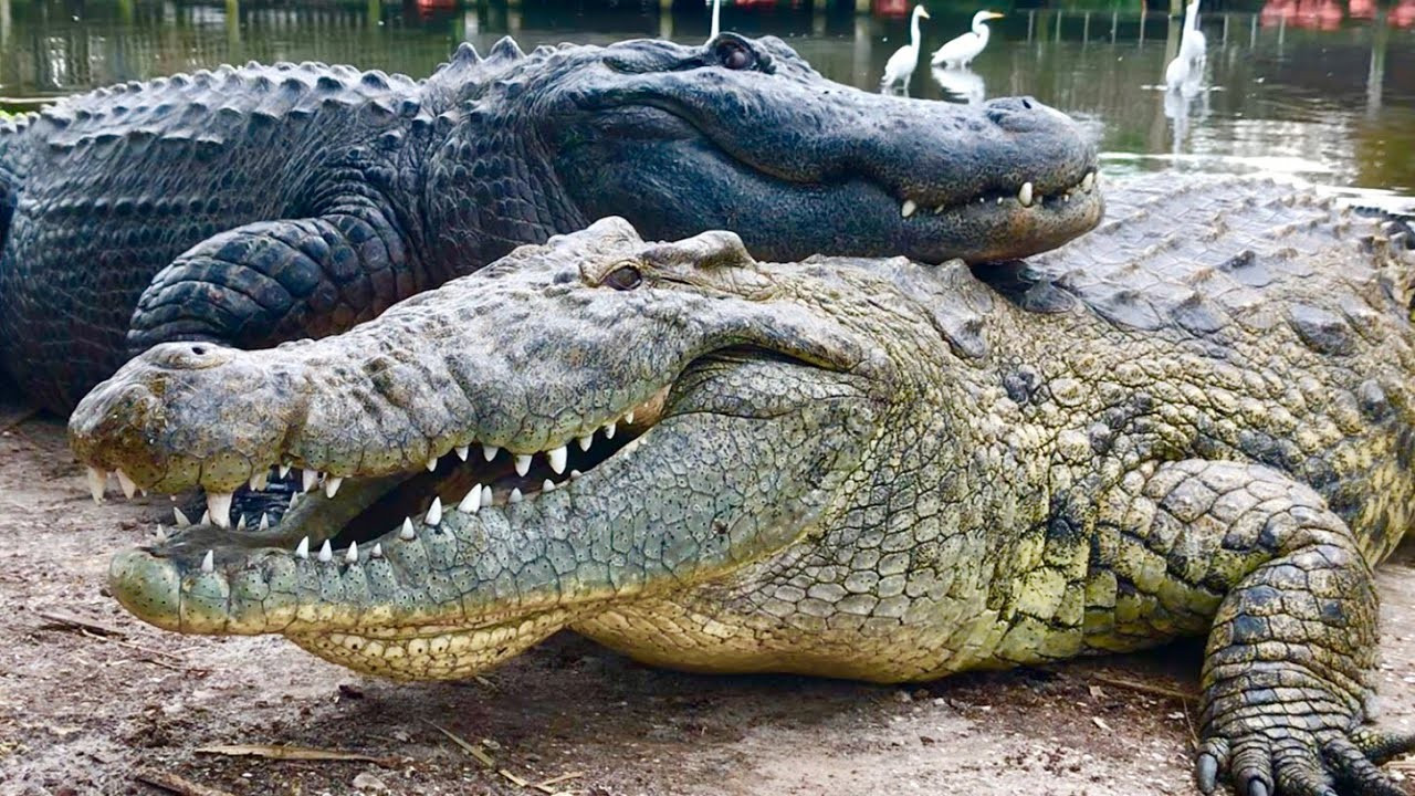 Safari: The Alligator & American Crocodile