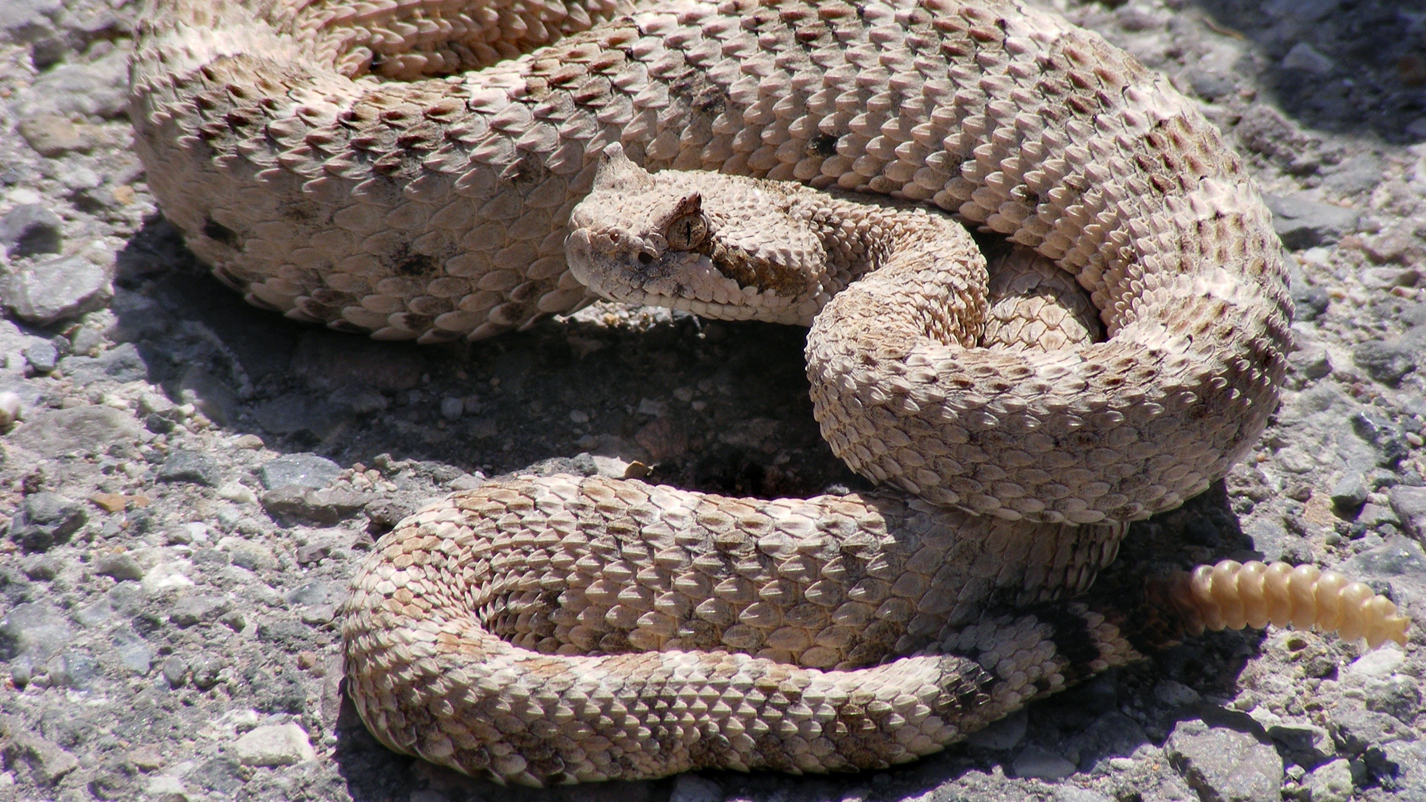 King Rattler