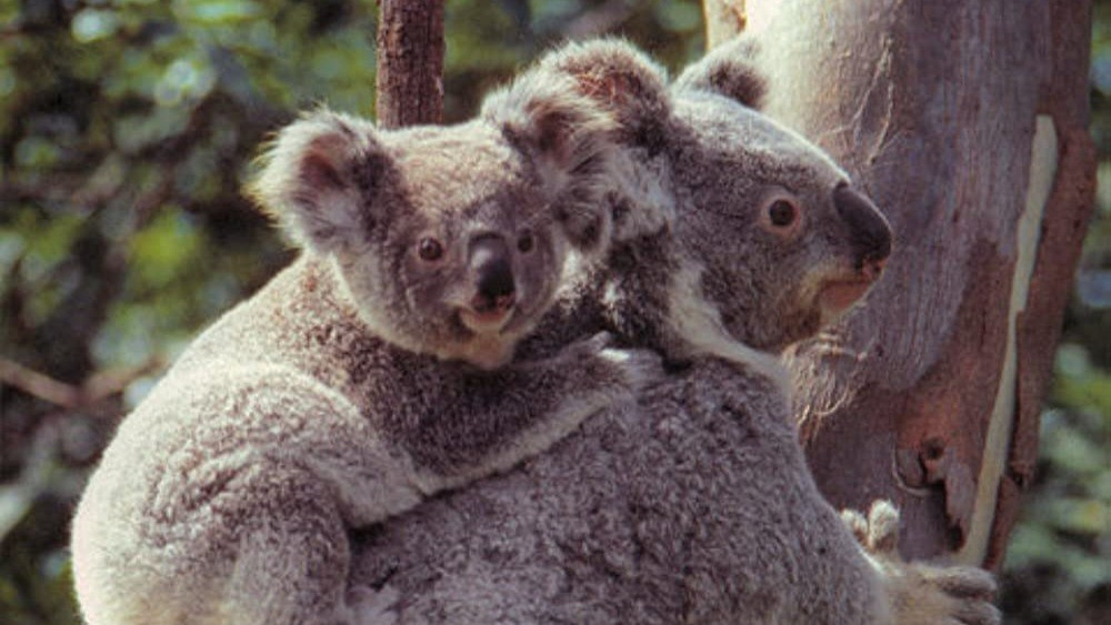 Australia's Animal Mysteries